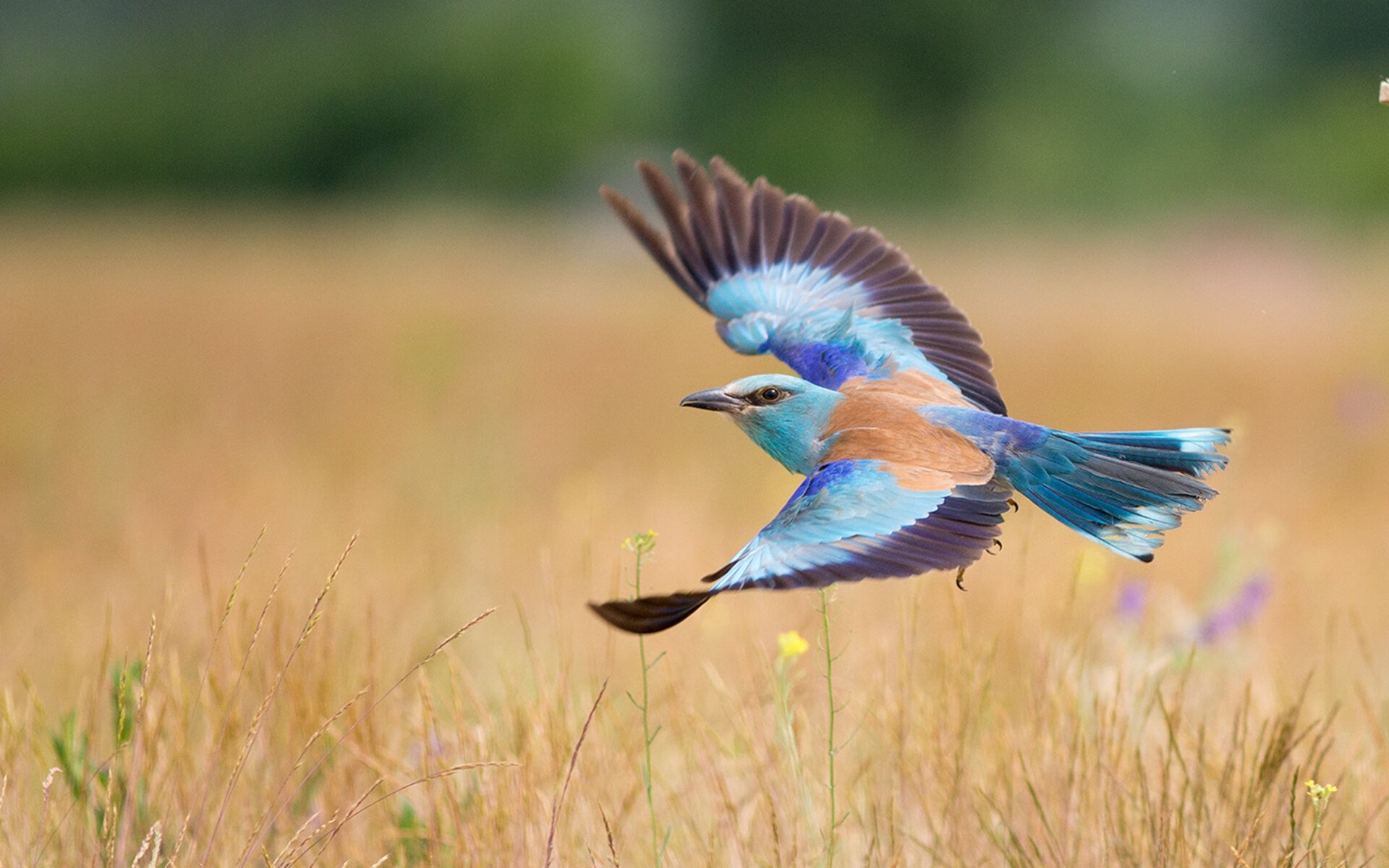 巴黎边中结合制造出更多破门机会,巴黎边界