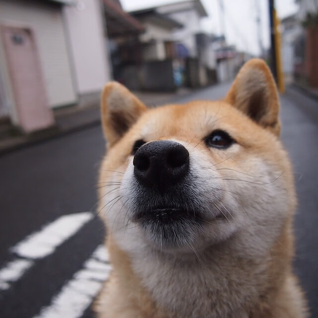 花样滑冰动作审美趋势向传统文化回归,花样滑冰欣赏