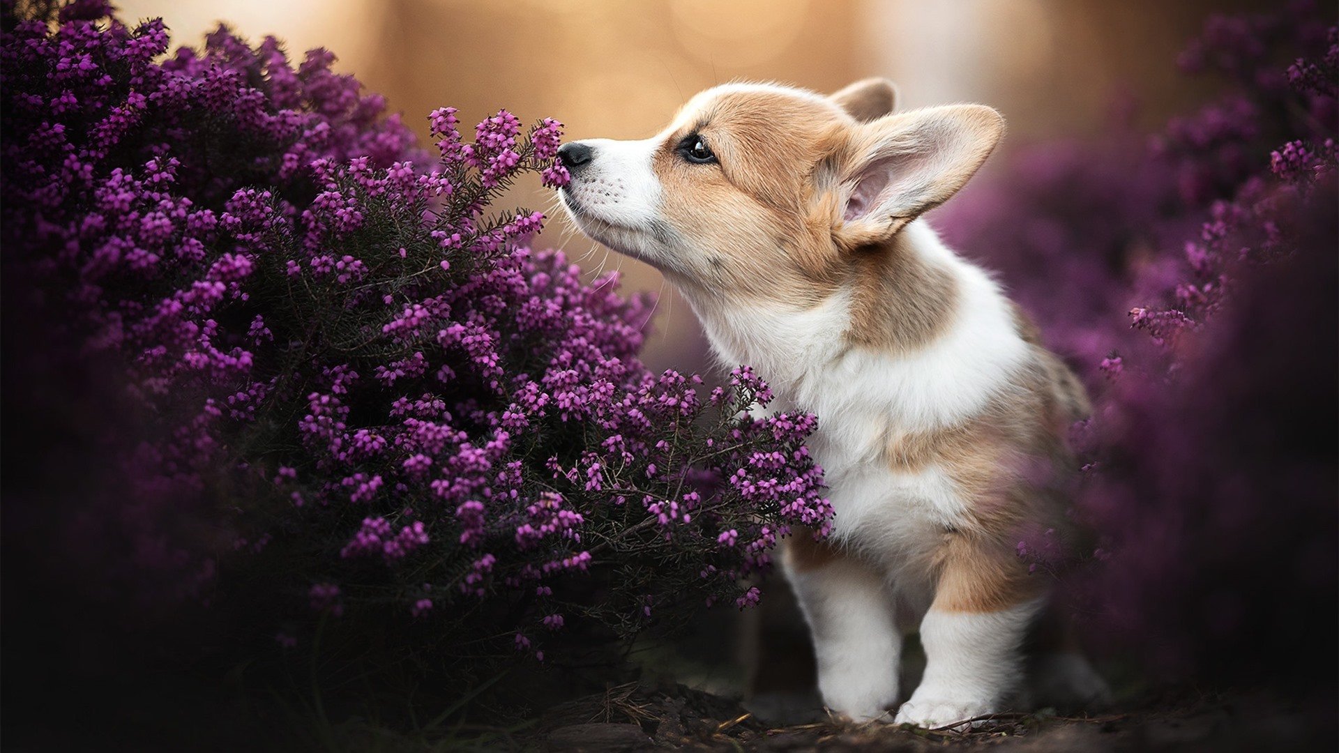 足球基础科研力量长期缺位,足球基础科研力量长期缺位的原因