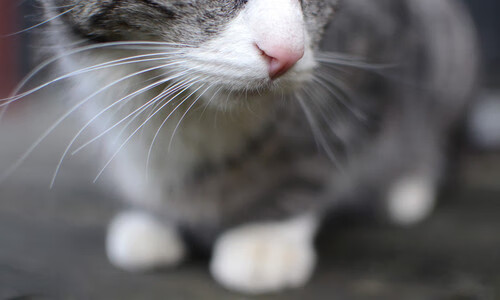 LEYU乐鱼体育官方网站-仰泳技术扎实摩纳哥持续领先，仰泳国际比赛视频