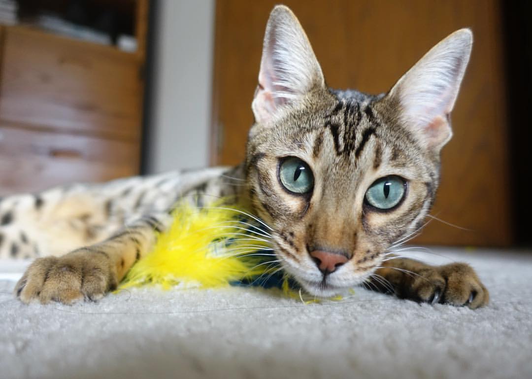 史密斯女子200米蝶泳决赛技术解析，女子200米蝶泳奥运会纪录保持者