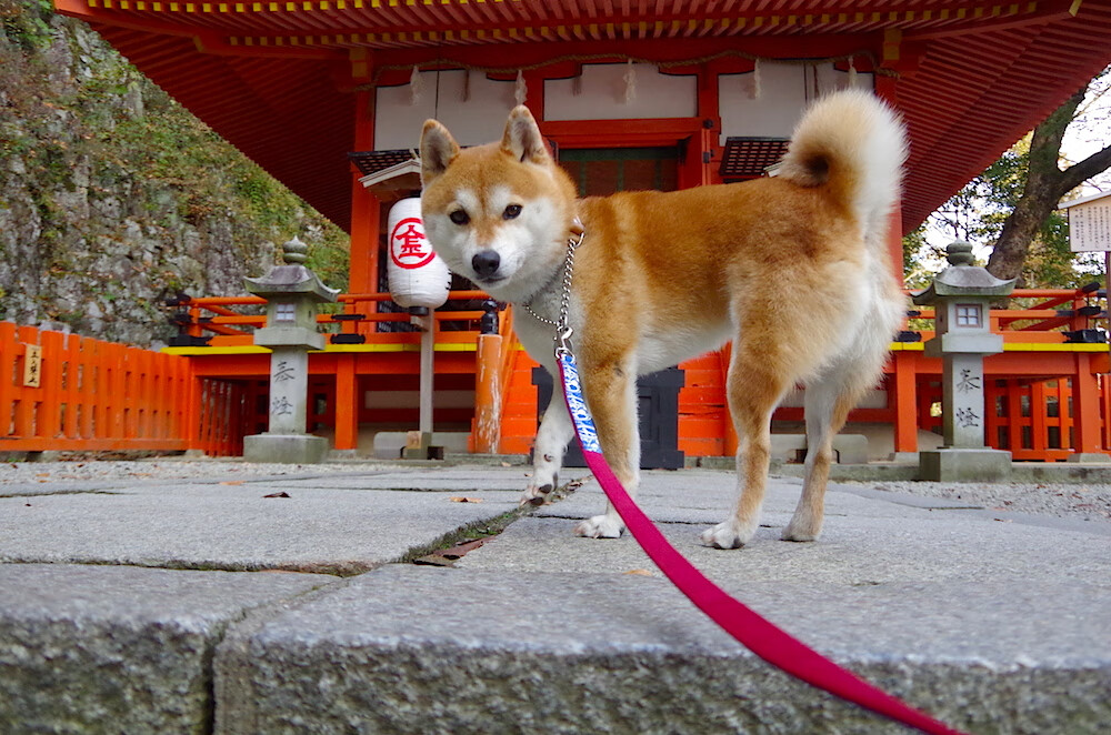 李娜应邀出席网球发展大会担任讲师，李娜网球目前任职情况