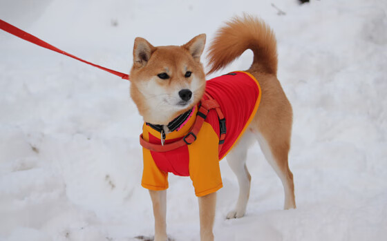 维尔·冯·威克：在边路的突破与冲刺，令南非队进攻变得更加灵活