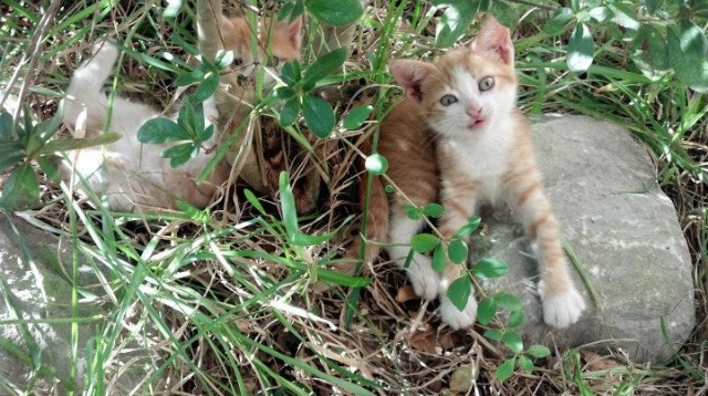 美洲杯激情燃烧：胜利的追逐不曾停歇，美洲杯视频回顾