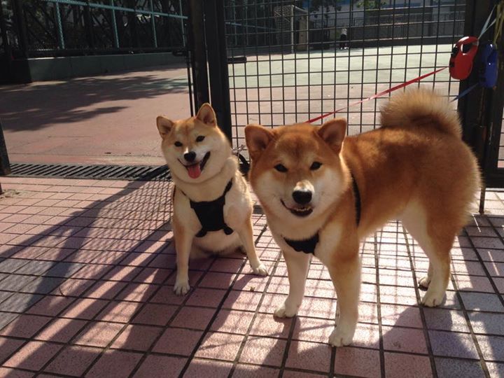 詹姆斯突破上篮打成关键二加一,詹姆斯对抗上篮动图教学